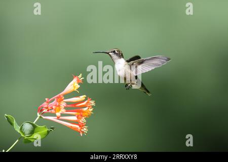 Rubinhaltiger Kolibri ernährt sich im Sommer von Geißblatt-Blüten Stockfoto