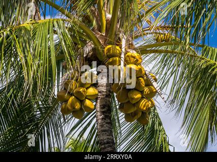 Viele gelbe Kokosnüsse wachsen in Trauben unter den Fronten der großen Kokospalme auf Kauai Stockfoto