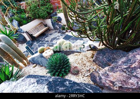 Desert Chic: Ein lebendiger Kakteen- und Sukkulenten-Garten Stockfoto