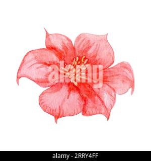 Aquarelldarstellung des roten Hibiskus. Rosa tropische Blume, hawaii, botanische Blütenknospen Illustration für Verpackungsdesign, Einladungen, Verpackung p Stockfoto