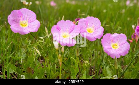 Oenothera speciosa ist eine Art aus der Familie der Nachtkerzen, die unter verschiedenen bekannten Namen bekannt ist, darunter Pinkelinnen, rosa Nachtkerzen und auffällige Eveni Stockfoto