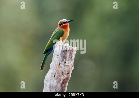 Weiße Bienenfresser, die auf einem Baumstamm stehen, isoliert im natürlichen Hintergrund im Kruger-Nationalpark, Südafrika; Specie Merops bullockoides Familie von Stockfoto