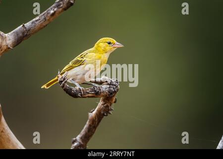 Rotkopfweber, der auf einem Zweig steht, der im Kruger-Nationalpark, Südafrika, isoliert ist; Specie Anaplectes rubriceps-Familie von PL Stockfoto