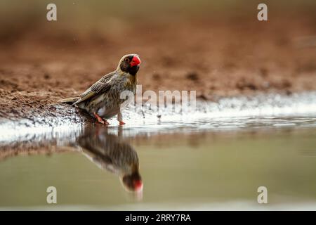 Rotschnabel-Quelea männlich entlang des Wasserlochs im Kruger-Nationalpark, Südafrika; Specie Quelea quelea Familie der Ploceidae Stockfoto