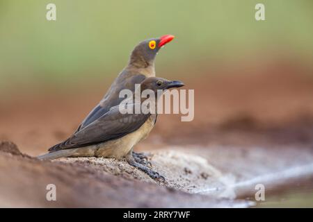 Red Billed Oxpecker ein Jungtier und ein Erwachsener entlang des Wasserlochs im Kruger National Park, Südafrika; Specie Buphagus erythrorhynchus Familie von Bupha Stockfoto