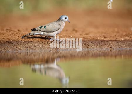 Emerald spotted Wood-Dove entlang des Wasserlochs im Kruger National Park, Südafrika; Specie Turtur chalcospilos Familie der Columbidae Stockfoto