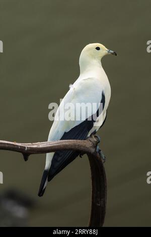 Pied Imperial Pigeon (Ducula bicolor), erwachsen, sitzend auf einem Ast Stockfoto