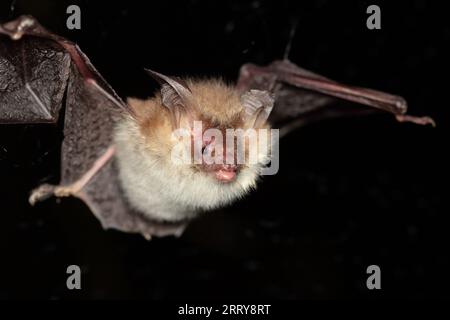 Bechstein-Fledermaus (Myotis bechsteinii) ein fliegendes Individuum in einem natürlichen Lebensraum Stockfoto