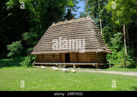 Gänse grasen auf dem Gras in der Nähe eines Holzhauses im Wald Stockfoto