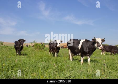 Schwarz / weiß Kühe auf Ackerland Stockfoto