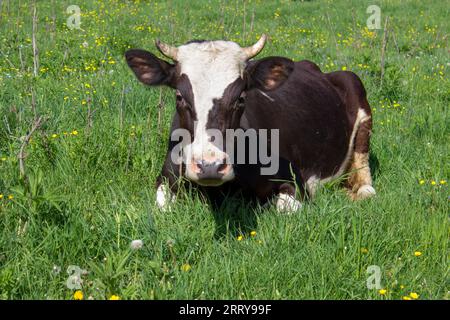 Schwarz / Weiß Kuh liegend auf dem grünen Rasen Stockfoto