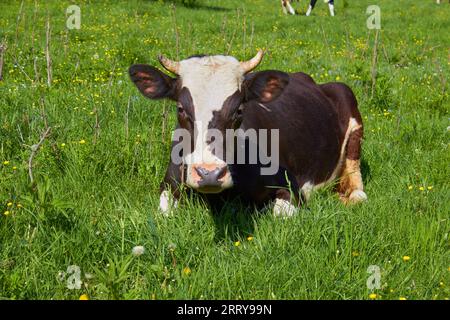 Die Kuh ruht mittags auf dem Gras Stockfoto