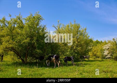 Kühe verstecken sich vor der sengenden Sonne unter den Bäumen auf der Weide Stockfoto