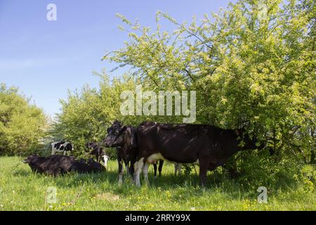 Eine Kuhherde in der Nähe des Baumes versteckt sich vor der Hitze Stockfoto