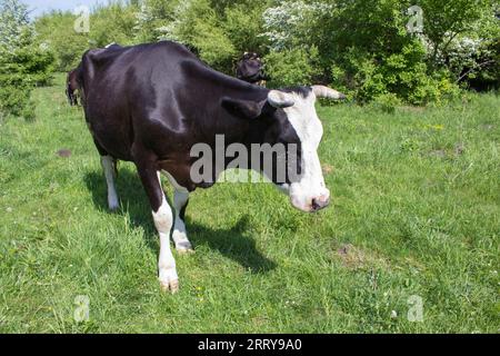 Schwarze Kuh schläft mit geschlossenen Augen auf dem Gras Stockfoto