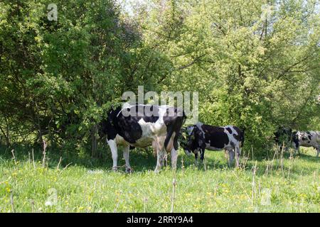 Große Hitze auf der Weide, Kühe versteckt sich im Schatten unter den Bäumen Stockfoto