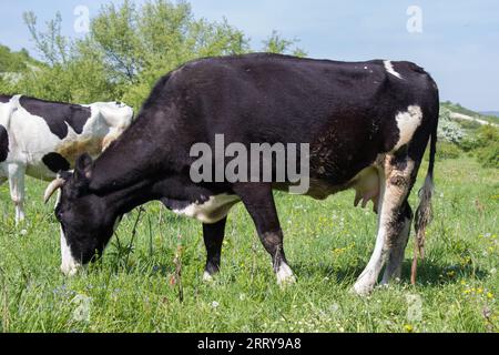 Die Kuh frisst im Sommer Gras auf einer Wiese Stockfoto