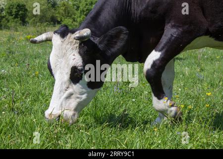 Die Kuh frisst am Frühlingsmorgen Gras Stockfoto