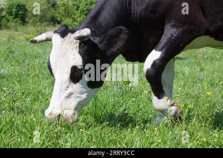 Kuh, die Gras isst, die Kuh geht und isst das Gras Stockfoto