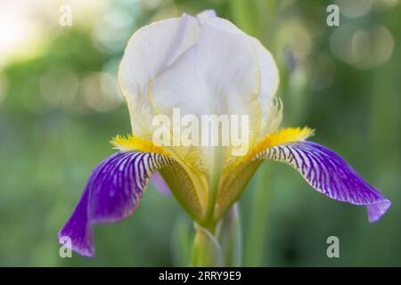 Eine große lila Iris blüht mit einem verschwommenen Hintergrund Stockfoto
