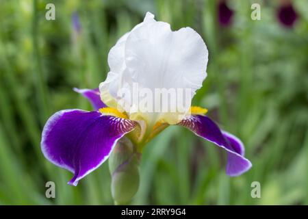 Große bärtige Iris, blaue und weiße Blume Stockfoto