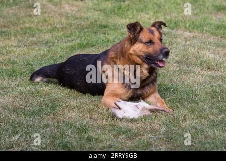 Ein großer Hund sitzt auf dem Gras und der Kopf einer Ziege liegt Stockfoto