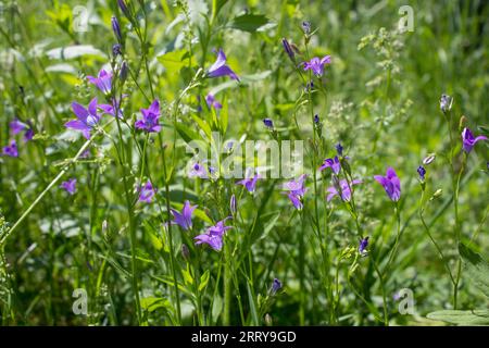 Im Sommer wachsen die Blüten der Campanula Rotundifolia in der Natur Stockfoto