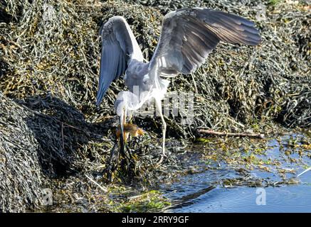 Juveniler Graureiher mit dem Fang eines starken Schmetterlings an seinem Strand am Wasser am Meer Stockfoto