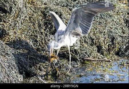 Juveniler Graureiher mit dem Fang eines starken Schmetterlings an seinem Strand am Wasser am Meer Stockfoto