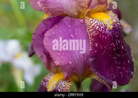 Wunderschöne Blume mit Tau am Morgen im Garten Stockfoto