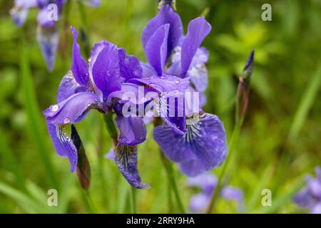 Wunderschöner Blumen-Iris-Samt mit Rüschen Stockfoto