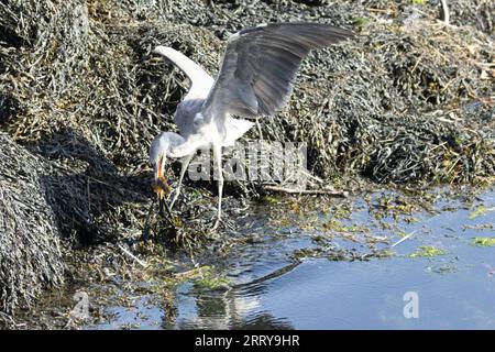 Juveniler Graureiher mit dem Fang eines starken Schmetterlings an seinem Strand am Wasser am Meer Stockfoto