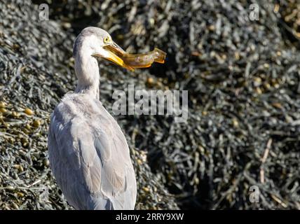 Juveniler Graureiher mit dem Fang eines starken Schmetterlings an seinem Strand am Wasser am Meer Stockfoto