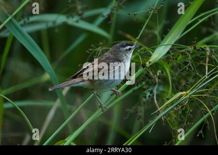 Acrocephalus schoenobaenus Familie Acrocephalidae Gattung Acrocephalus Sedge Warbler Alte Welt Warbler wilde Natur Vogelfotografie, Bild, Tapete Stockfoto