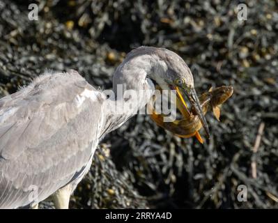 Juveniler Graureiher mit dem Fang eines starken Schmetterlings an seinem Strand am Wasser am Meer Stockfoto