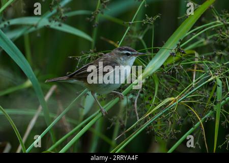 Acrocephalus schoenobaenus Familie Acrocephalidae Gattung Acrocephalus Sedge Warbler Alte Welt Warbler wilde Natur Vogelfotografie, Bild, Tapete Stockfoto