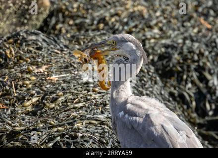 Juveniler Graureiher mit dem Fang eines starken Schmetterlings an seinem Strand am Wasser am Meer Stockfoto