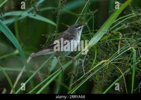 Acrocephalus schoenobaenus Familie Acrocephalidae Gattung Acrocephalus Sedge Warbler Alte Welt Warbler wilde Natur Vogelfotografie, Bild, Tapete Stockfoto