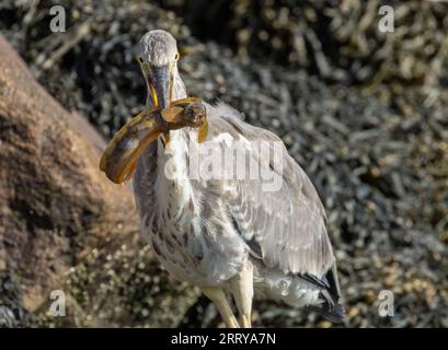 Juveniler Graureiher mit dem Fang eines starken Schmetterlings an seinem Strand am Wasser am Meer Stockfoto