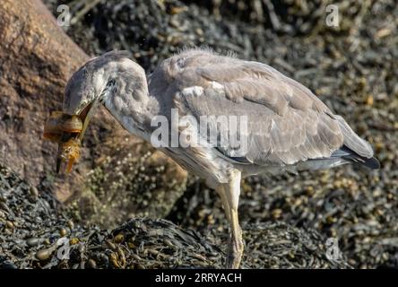 Juveniler Graureiher mit dem Fang eines starken Schmetterlings an seinem Strand am Wasser am Meer Stockfoto