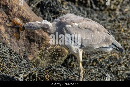 Juveniler Graureiher mit dem Fang eines starken Schmetterlings an seinem Strand am Wasser am Meer Stockfoto