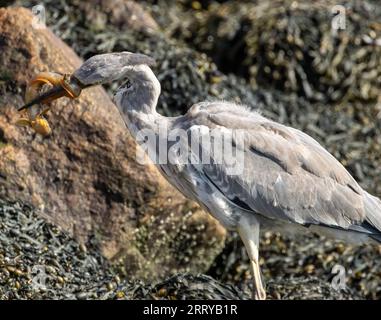 Juveniler Graureiher mit dem Fang eines starken Schmetterlings an seinem Strand am Wasser am Meer Stockfoto