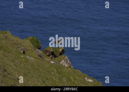 Stercorarius skua Familie Stercorariidae Gattung Stercorarius Great skua Bonxie Wildnis Seevögel Fotografie, Bild, Tapete Stockfoto