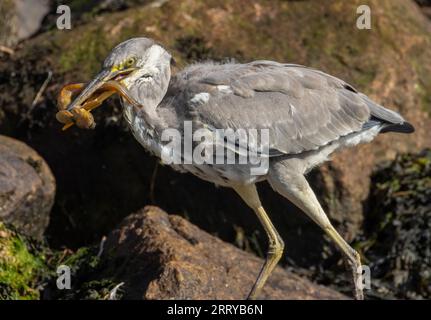 Juveniler Graureiher mit dem Fang eines starken Schmetterlings an seinem Strand am Wasser am Meer Stockfoto