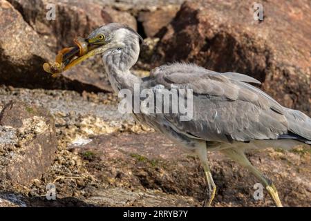 Juveniler Graureiher mit dem Fang eines starken Schmetterlings an seinem Strand am Wasser am Meer Stockfoto