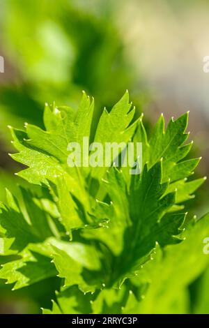 Schöne Grüne Weinkellerblätter Wachsen In Unserem Gemüsegarten Stockfoto