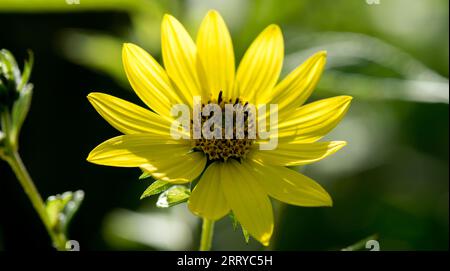 Helianthus „Lemon Queen trägt von Juli bis September Massen an großen, zitronengelben Blüten“ Stockfoto