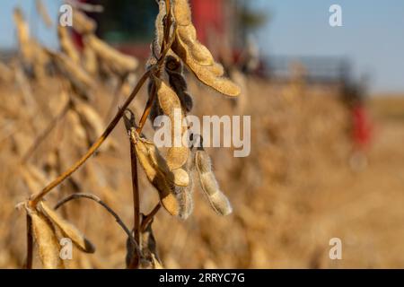 Nahaufnahme der Sojabohnenschote auf dem Feldstamm während der Ernte mit Mähdrescher im Hintergrund. Landwirtschaftslandschaft, Erntesaison und Landwirtschaftskonzept Stockfoto