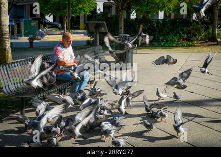 Man Feeding Tauben, Memorial Peace Park, District of Maple Ridge, British Columbia, Kanada Stockfoto