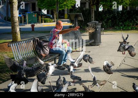 Man Feeding Tauben, Memorial Peace Park, District of Maple Ridge, British Columbia, Kanada Stockfoto